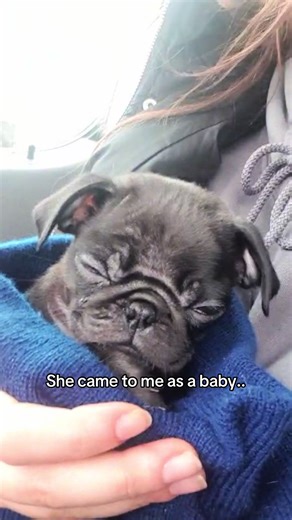 Heartwarming Pug Stories and Adorable Moments