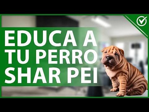 🐕 How to Train a Shar Pei Dog - Training Guide for Puppies and Adults 🐕