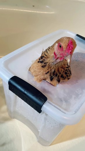 Epsom Salt Soak for Limon Pepper Chicken