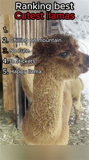 Ranking best cutest llamas! #ranking #best #foryou #xyzbca #shorts #llama #animals #zoo #cute