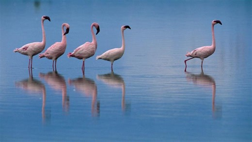 The Crimson Wing: Mystery of the Flamingos (2008)