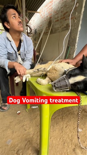 Dog vomiting treatment || Dog vomiting || #dogvomiting #vomiting #short