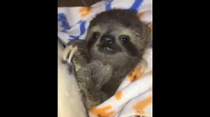 12K views · 126 reactions | Baby Sloth Noises <3 | I Love Sloths | Facebook