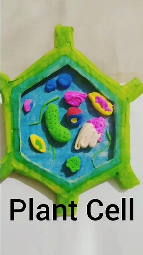 Plant cell Clay model with Cardboard Craft # Science project #artandcraft #diy #handmade