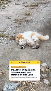 467K views · 668 reactions | Ha heng. Ha heng 﫶 Tap the link in bio and IG story to find out more about haheng . Video: TikTok/okedboy | WeirdKaya | Facebook