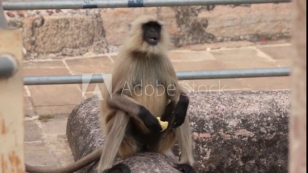 Playful Indian langur monkeys with their troop enjoy together, jumping across trees, eating fruits, and playing in groups in a lively natural habitat