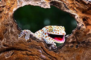 Gecko Teeth: Everything You Need To Know