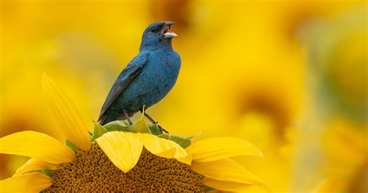 How to Use Spectrograms to Learn Details of Bird Songs