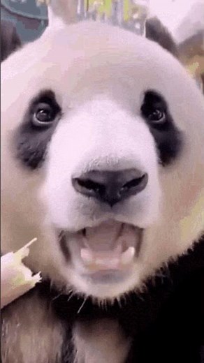 [FIX] PHP OpenSSL error 14090086 ssl3 get server certificate and failed to enable crypto in #shorts