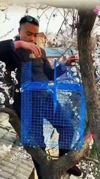 The Fascinating Techniques Birds Use To Catch Their Prey #parrot #birds #pets #animals #shorts