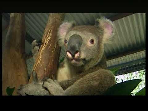 Koalas in Australien | Doku — Lehrfilm