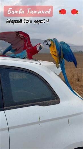 Parrot boxing #изяизизраиля #изя #parrot #свободныеполеты #birds #freeflightparrot #сарочка #птицы
