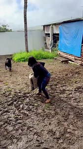 Funny Farm #videofunny #farm | bode