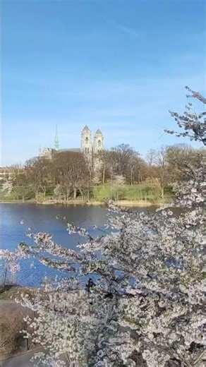 Cherry blossoms and the beauty of Cathedral Basilica in Newark, New Jersey. 👍✨🌸✨ #spring #blossom