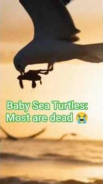 Baby Sea Turtle’s First Ocean Journey 🐢 | Earth Cam #povnature