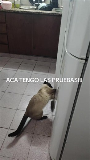 Gato abre la heladera: pruebas y reacción del dueño