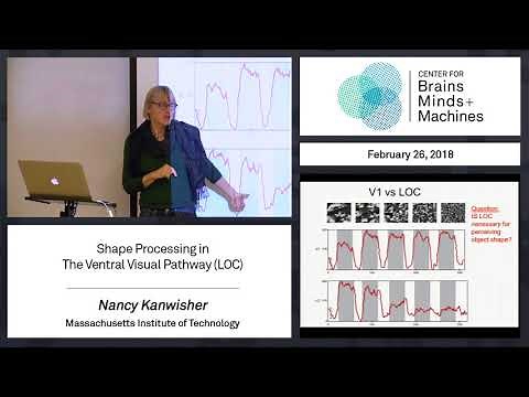 4.2 - Shape processing in The Ventral Visual Pathway (LOC)