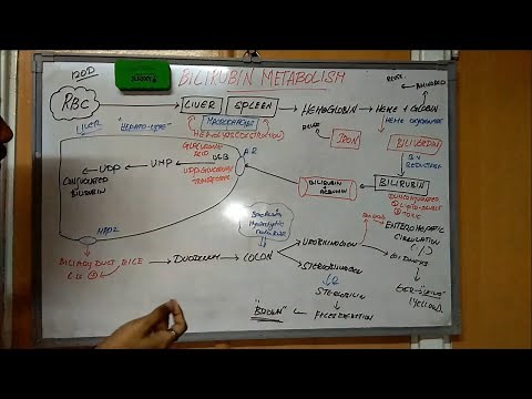 Bilirubin Metabolism - Biochemistry