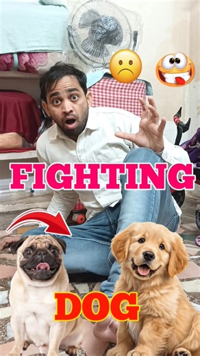 fighting dog minivlog #shorts #viralvideo #minivlog #trending #faddukevlog #azrafahad