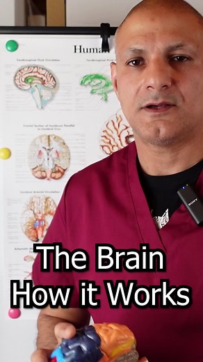 Understanding the Brain Functioning