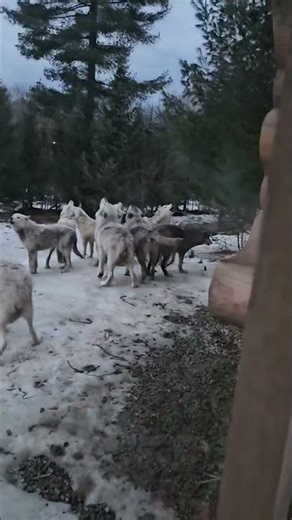 Pack of Wolves Start Howling Outside Chalet