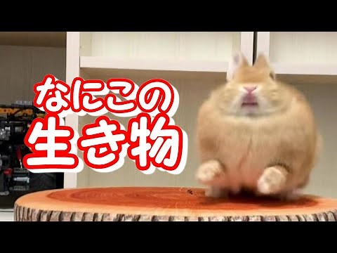 ウサギのジャンプ＆ダッシュに爆笑