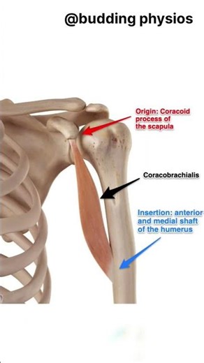 CORACOBRACHIALIS MUSCLE ‪@Buddingphysios‬ #anatomy #muscles #medicos #youtubeshorts #ytstudio