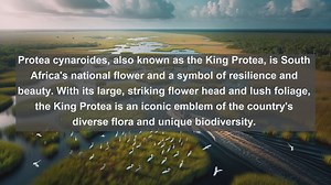 Unveiling South Africas Botanical Wonders: Top 10 Native Plants You Cant Miss!