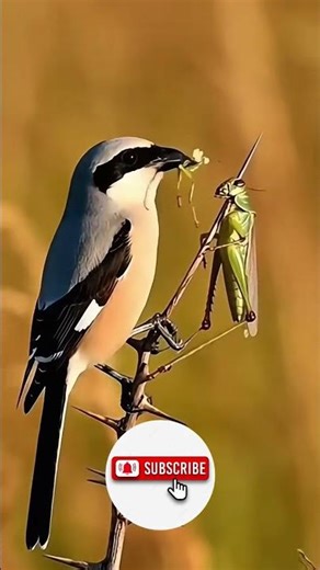 Master of the Hunt: The Butcherbird’s Deadly Technique#viral #wildlife #youtubeshorts #butcherbird