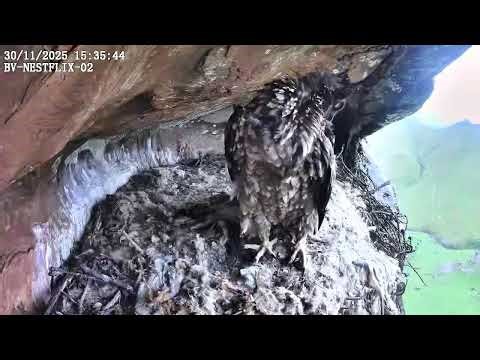 Nestflix BeardedVulture 30 November 2025-4