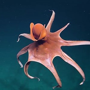 5.1M views · 167K reactions | Amazing! Octopus stretching its tentacles to form a huge balloon filmed at a depth of around 1,600 meters (5,250 feet).   EVNautilus | Roar Wildlife News | Facebook