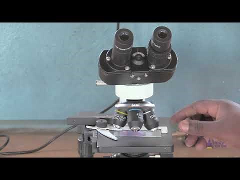 How to use a bio viewer and a light microscope