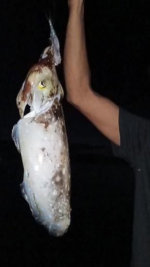 18K views · 442 reactions | na late da kita #bafishingtv #benzalammang #fishing | B A Fishing TV | Facebook