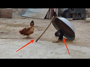 Chicken trap using wood and iron tub - the best trap method to catch birds - animal lovers