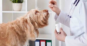 Is Potassium Bromide Safe for Dogs?