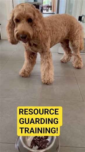 Does your dog growl when you approach their food bowl? Resource guarding is normal canine behaviour