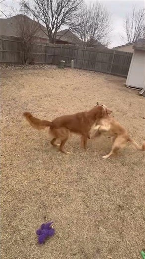 Golden Retrievers playing nonstop