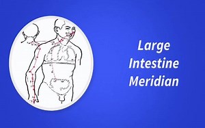 The LARGE INTESTINE Meridian: the quick short-to-the-point-version. What is your favourite Large Intestine point? #AcupunctureRocks! | AcuPro Academy