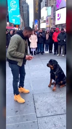 Had NYC in shock with this dog trick #dogtricks #dogtraining #rottweiler #dogshorts #fyp #funnypets