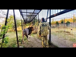 Лев снова просит выпустить ЛЮБИМУЮ ЛЬВИЦУ к нему, а она....