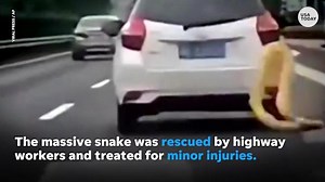 Giant Burmese python slinks out car window and flops onto busy highway
