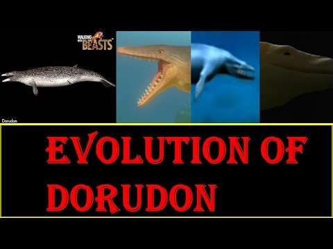 evolution of dorudon
