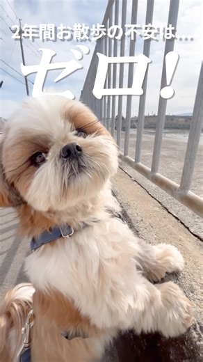 [NO SMART] A worried pet owner's absolute favorite harness! #doglife #shihtzu #shihtzupuppy #mult...