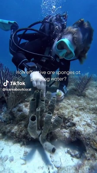 Did you know sponges are the only animals that can efficiently filter large amounts of bacteria out of the water? This makes them such a crucial source of clean water on our reefs. This demonstration by our wonderful post-doctoral researcher, Dr. Bobbie Renfro-Price, shows just how effective sponges are at filtering the water on the reefs! #florida #flkeys #spongerestoration #marinescience #scubadiving