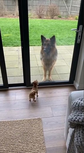 Tiny Dog's Tough Act Fails Instantly!