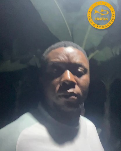 Nighttime Fish Farming: Observing the Nocturnal Habits of Catfish I'm out on the farm in the early morning hours, unable to sleep. I've come to check on the fish in the pond, as I'm starting to become like a catfish myself - more active at night. I notice the fish are already converging where I keep their food, even though farmers typically feed them during the day when they're less active. These 30-day-old heterobrancus longifilis are very lively at night, so I decide to give them a little extr