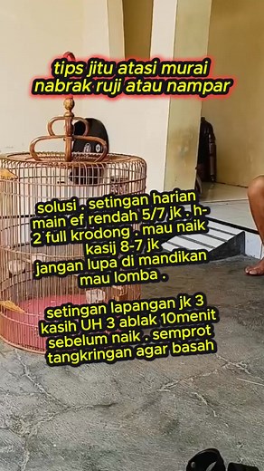 tips atasi murai nabrak ruji #muraibatu | Kupas Tuntas Settingan Murai Batu
