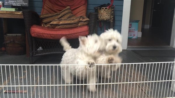 227K views · 16K reactions | This is the welcome I get from my Westie’s even if I’ve been gone for five minutes ❤️ | The Piper Chronicles | Facebook