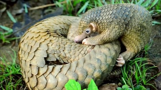 How three armored animals became victims of human demand and exploitation