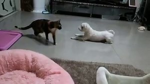 199K views · 374 reactions | But he just wants to play... | Rumble | Facebook